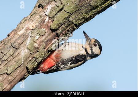 Great Spotted Woodpecker, North Stainley, in der Nähe von Ripon, North Yorkshire Stockfoto