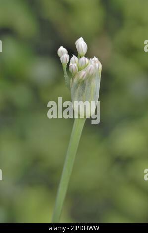 Knoblauch-Schnittlauch - chinesischer Lauch - chinesischer Schnittlauch - flacher Schnittlauch (Allium tuberosum) in Knospe im Küchengarten Belgien Stockfoto