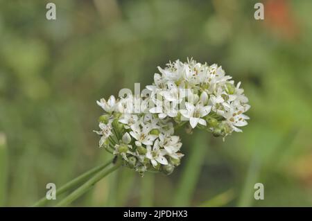 Knoblauch-Schnittlauch - chinesischer Lauch - chinesischer Schnittlauch - flacher Schnittlauch (Allium tuberosum) blüht in einem Küchengarten Belgien Stockfoto