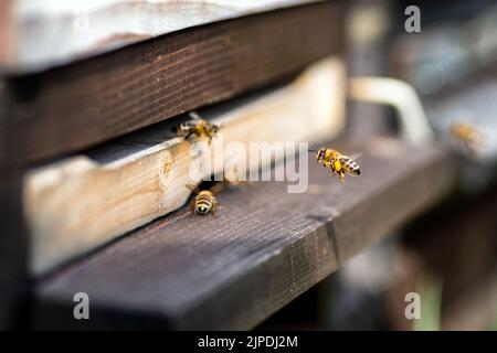Bienenschwarm am Eingang des hölzernen Bienenstocks. Stockfoto