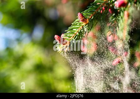 Pollen fallen von der neuen Kiefernblüte. Bild mit Leerzeichen n Text Stockfoto