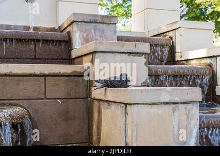 Eine Taube, die neben einem kaskadierenden Brunnen im alten San Juan ruht. Stockfoto