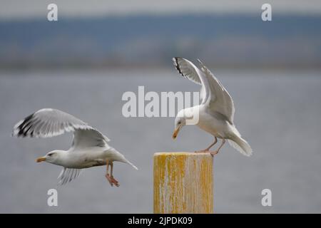 kaspische Möwe Stockfoto