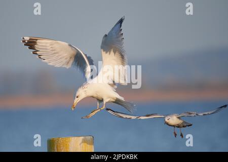 kaspische Möwe Stockfoto