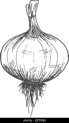 Zwiebelbirne mit isolierten Blättern monochrome Skizze. Vector Rübenfutter, rohe Gemüsepflanze Stock Vektor
