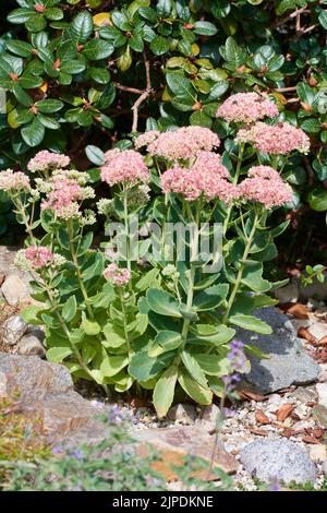 sedum, Sedum telephium, Sedums Stockfoto