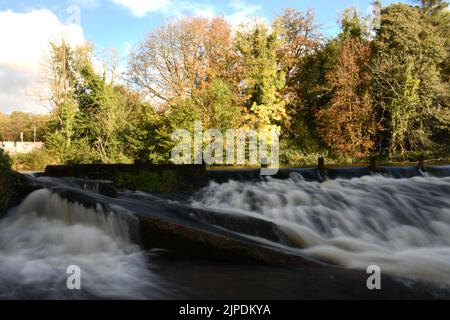 Herbstfarben am Wehr, River Nore, River Nore Linear Park, Riverside Walk, Kilkenny, Irland Stockfoto