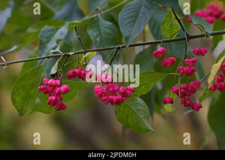 Früchte, gemeine Spindel, euonymus europaeus, Frucht, Spindel Stockfoto