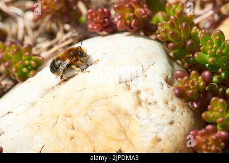 Tawny Mining Bee, andrena fulva Stockfoto