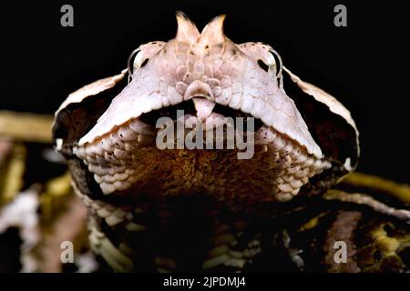 Westafrikanische Gabun-Viper (Bites Nashorn) Stockfoto