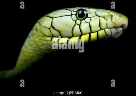 Westliche grüne Mamba (Dendroaspis Viridis) Stockfoto