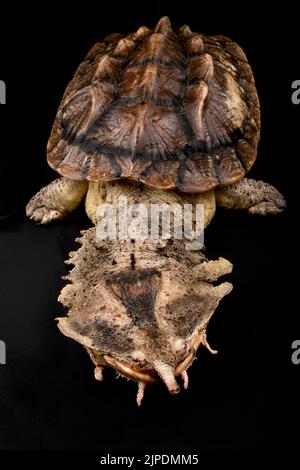 Matamata (Chelus Fimbriatus) Stockfoto