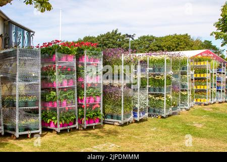 Gestapelte Blumenausstellungen auf einem Container-Trolley im Gartencenter auf der Southport Flower Show, Merseyside, Großbritannien. August 2022:. Die größte unabhängige Blumenschau in England erwartet Tausende von Besuchern während der viertägigen Gartenbauveranstaltung. Stockfoto