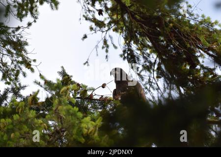 Ein junger Weißkopfseeadler eine Woche nach dem Ausflügge im Nestbaum im Lincoln Park in West Seattle Stockfoto