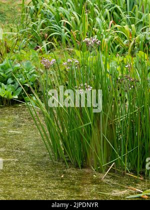 Rosa blüht in den Köpfen der winterharten marginalen Wasserteichpflanze Butomus umbellatus, Blütenrausch Stockfoto