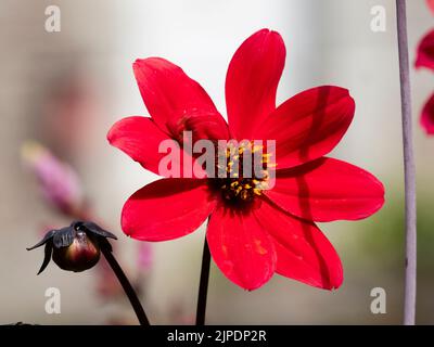 Leuchtend rote Einzelblume vom Sommer bis Herbst blühende halbwinterharte Knolle, Dahlia 'Bischof von Llandaff' Stockfoto