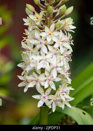 Blütenspitze der exotischen, halbwinterharten, spätsommerblühenden Glühbirne, Eucomis 'Frank Lawley' Stockfoto