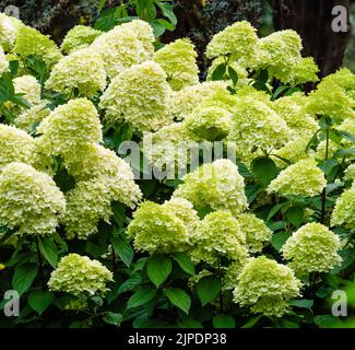 Große, grün gefärbte weiße Blütenköpfe des im Spätsommer blühenden, winterharten Strauchs, Hydrangea paniculata „Limelight“ Stockfoto