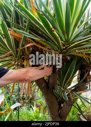 Schneiden der toten und sterbenden unteren Blätter eines großen, mehrköpfigen Yucca gloriosa 'Variegata' in einem britischen Garten Stockfoto