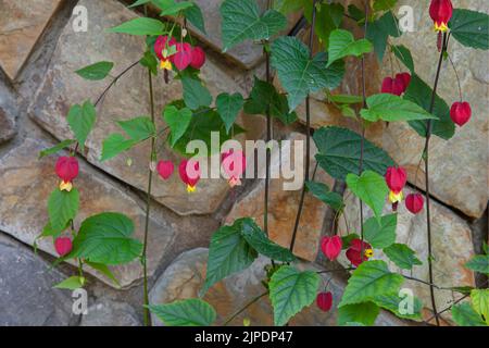 Rote Blume, die auch als Abutilon megapotamicum bekannt ist, blüht im sonnigen Garten mit Steinmauer Hintergrund Stockfoto