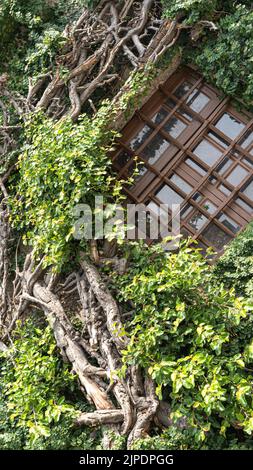 Der Baum umhüllte das alte Schloss in Guimaraes, Portugal Stockfoto