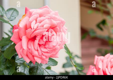 Blühende Rose blüht Pink Panther an einem sonnigen Tag Stockfoto