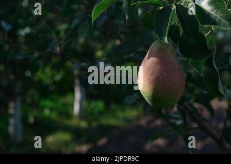 Unreife rote Birnen Junge Baum reife Früchte hängen an grünen Ästen am blauen Himmel Stockfoto