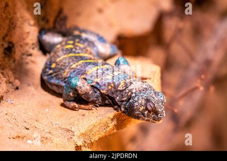 Uromastyx ornata, allgemein als kunstvolle Mastigure bezeichnet, ist eine Eidechsenart aus der Familie der Agamidae. Die Art ist im Nahen Osten endemisch. Stockfoto