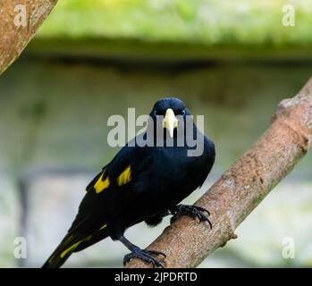 Der gelbfarbene Vogel Cacique (lateinischer Name Cacicus cela) versteckt sich in den Blättern eines tropischen Baumes. Kleiner schwarzer Vogel mit blauen Augen und gelben Flügeln i Stockfoto