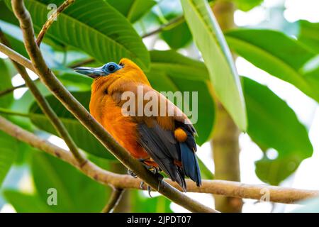 Tropischer Vogel Capuchinbird Oder Calfbird - Perissocephalus Tricolor Im Regenwald. Vogel sitzt auf Baumstamm. Stockfoto