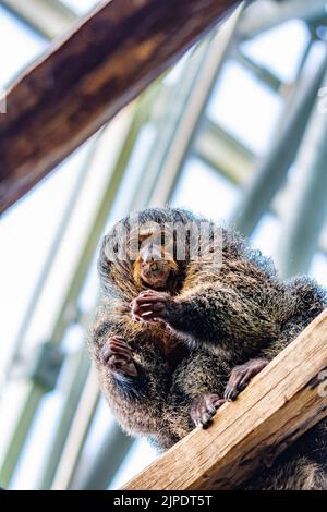 Saki mit weißem Gesicht (Pithecia Pithecia), ein kleiner Affe sitzt auf der Holzwand und schaut zu seinen Händen. Stockfoto