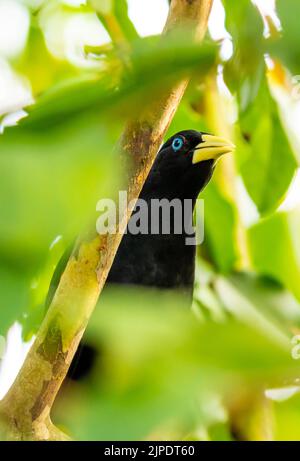 Der gelbfarbene Vogel Cacique (lateinischer Name Cacicus cela) versteckt sich in den Blättern eines tropischen Baumes. Kleiner schwarzer Vogel mit blauen Augen und gelben Flügeln i Stockfoto