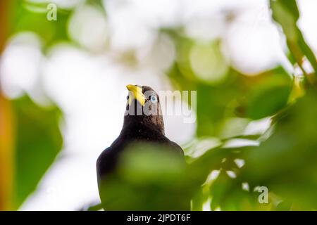 Der gelbfarbene Vogel Cacique (lateinischer Name Cacicus cela) versteckt sich in den Blättern eines tropischen Baumes. Kleiner schwarzer Vogel mit blauen Augen und gelben Flügeln i Stockfoto