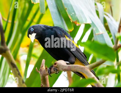 Der gelbfarbene Vogel Cacique (lateinischer Name Cacicus cela) versteckt sich in den Blättern eines tropischen Baumes. Kleiner schwarzer Vogel mit blauen Augen und gelben Flügeln i Stockfoto