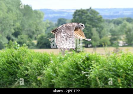 Vermikulierte Eule im Flug im Cotswold Falconry Center, Moreton in Marsh, Gloucestershire, England, Großbritannien Stockfoto