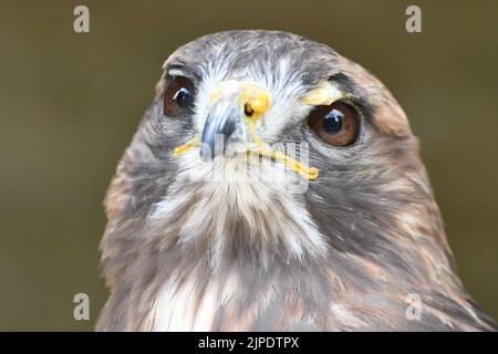 Red Tailed Hawk namens Jaffer im Cotswold Falconry Center, Moreton in Marsh, Gloucestershire, England, Großbritannien Stockfoto