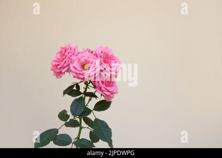 Rosa Rose auch bekannt als Rosa Damaszena, Rosa Damaske blüht in sonnigen Garten Stockfoto