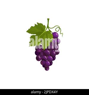 Trauben Cluster mit grünen Blatt isoliert Vektor-Symbol. Schwarze reife Traube, Waldbeerenbündel, süßes Dessert. Cartoon-Element für Design auf weißem Hintergrund Stock Vektor