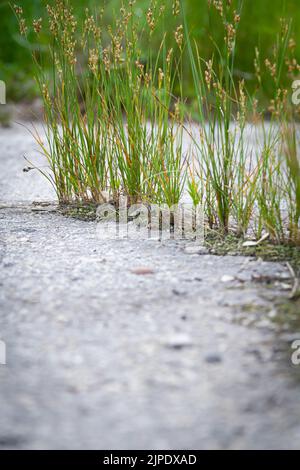 Die Kraft des Wachstums. Durch den Asphalt sprießen die Sprossen. Die Anlage brach durch den Beton. Kraft der Natur. Überwuchert. Stockfoto