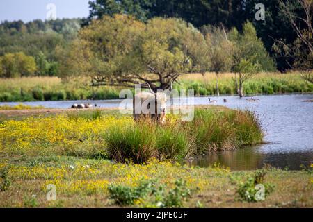 Wasserbüffel im Beeden-Biotop (Homburg-Beeden, Saarland) Stockfoto