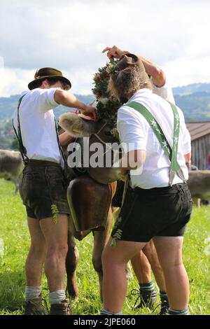 Zeremonielle Vertreibung von Rindern von den Almen ins Tal im Herbst Stockfoto