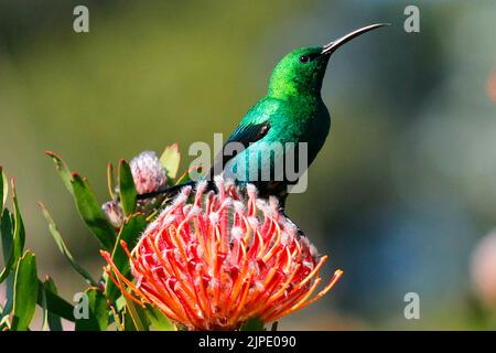 Ein männlicher Malachit-Sonnenvögel, der mittags in einem Garten in Kapstadt auf einer protea-Blume sitzt. Stockfoto