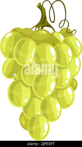 Traube auf Stamm isoliert flache Cartoon Beeren. Vector muscat Kardinal Trauben auf Cluster, isabella Sommer Beeren Joghurt-Paket Etikett. Weinrebe Zutat, vegetarisches Essen Dessert Stock Vektor