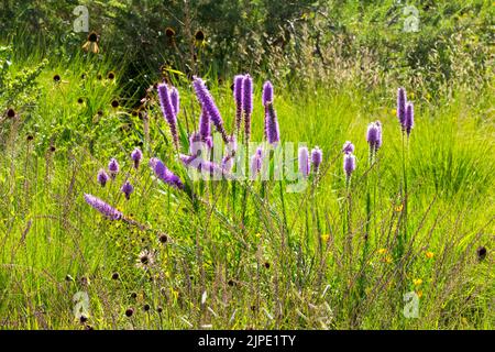 Hoher Blazing Star, Liatris pycnostachya, Gesprärie, Liatris, Sommer, Wiese, Pflanze, Mehrjährig, Blumen Stockfoto