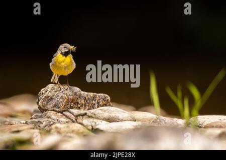 Grey Wagtail sucht nach Essen auf dem Fluss Barle, Exmoor. Stockfoto