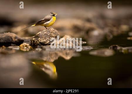 Grey Wagtail sucht nach Essen auf dem Fluss Barle, Exmoor. Stockfoto