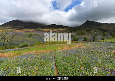 Bluebells rund um Rannerdale Knotts im Lake District Stockfoto