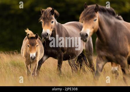 Exmoor Ponys auf Exmoor. Stockfoto