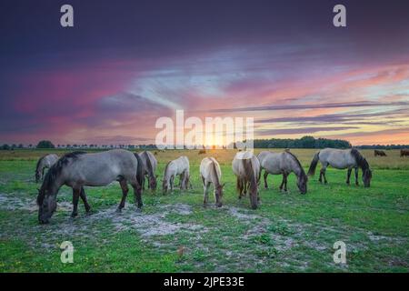 Landschaft bei Sonnenuntergang mit einer Herde wilder Konik-Pferde in Eextveld in der niederländischen Provinz Drenthe mit einem Hintergrund von warmen Farben der untergehenden Sonne Stockfoto