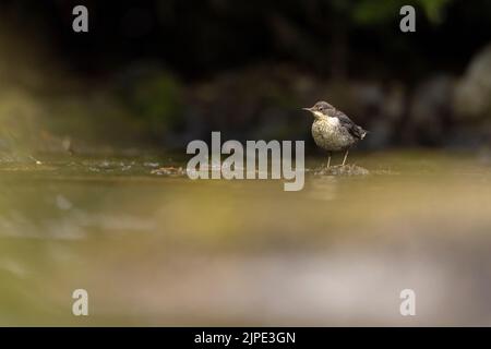 Dipper auf der Suche nach Essen im Fluss Barle, Exmoor. Stockfoto